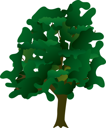 Chinkapin Oak (Quercus Muehlenbergii)