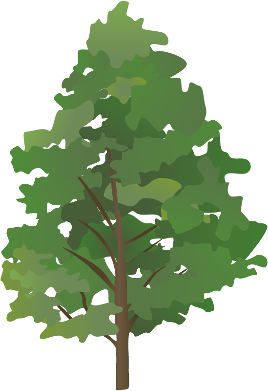Swamp Spanish Oak (Quercus Palustris)