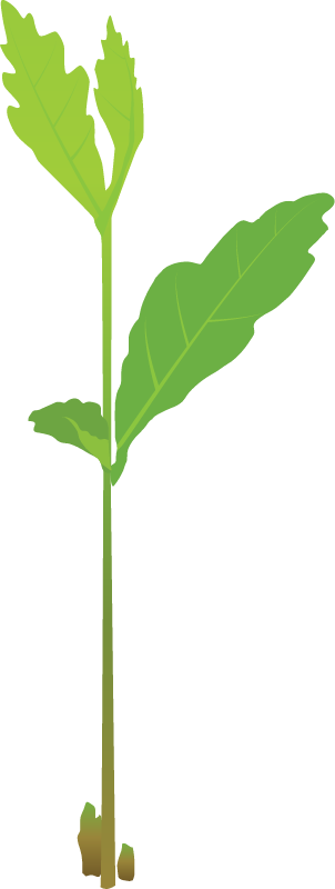 Oak Seedling (Quercus)