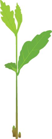 Oak Seedling (Quercus)