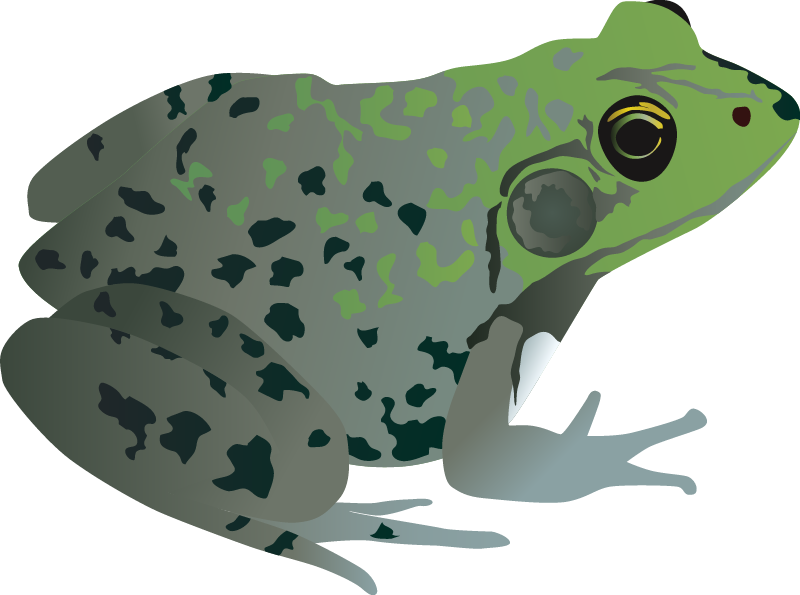 Northern Green Frog Adult (Rana Clamitans Melanota)