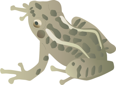 Pickerel Frog Adult (Rana Palustris)