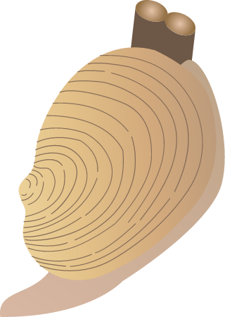 Atlantic Rangia (Rangia Cuneata)