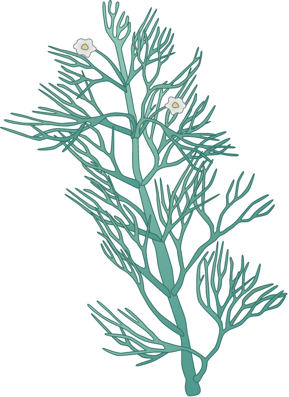 Common Water Crowfoot (Ranunculus Aquatilis)