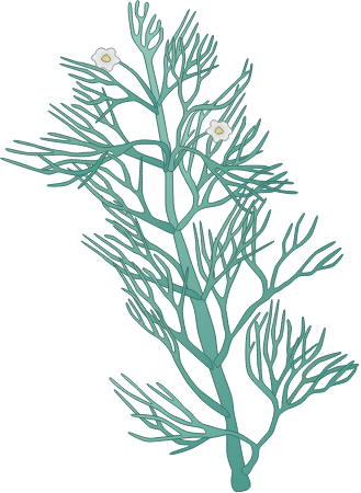 Common Water Crowfoot (Ranunculus Aquatilis)