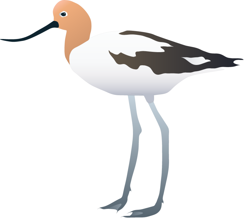 American Avocet Summer Plumage (Recurvirostra Americana)