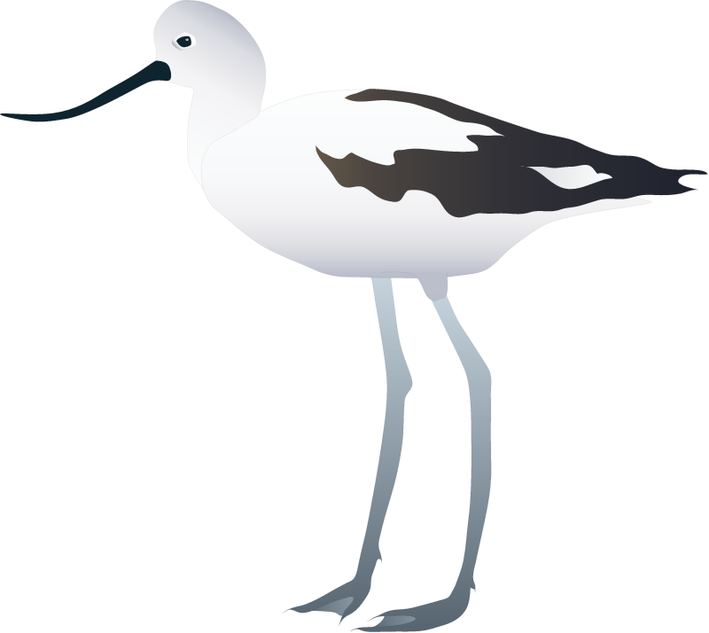 American Avocet Winter Plumage (Recurvirostra Americana)