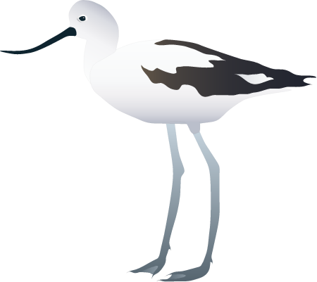 American Avocet Winter Plumage (Recurvirostra Americana)