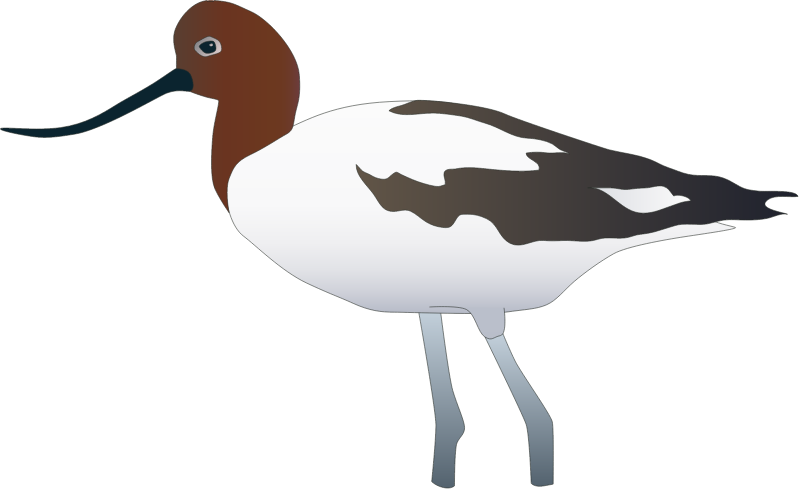 Red Necked Avocet (Recurvirostra Novaehollandiae)