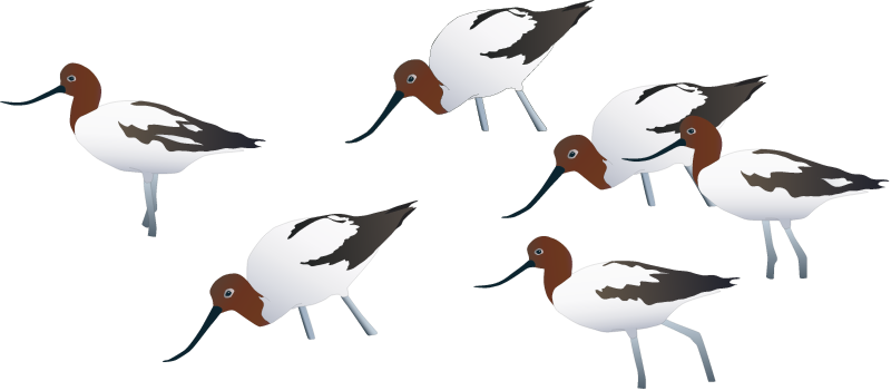 Red Necked Avocet Flock (Recurvirostra Novaehollandiae)