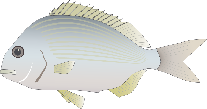 Tarwhine (Rhabdosargus Sarba)