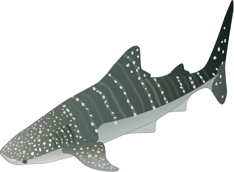 Whale Shark (Rhincodon Typus)