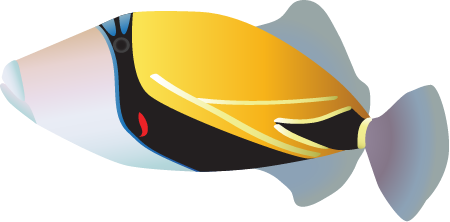 Wedge Tail Triggerfish (Rhinecanthus Rectangulus)