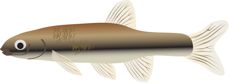 Blacknose Dace (Rhinichthys Atronasus)