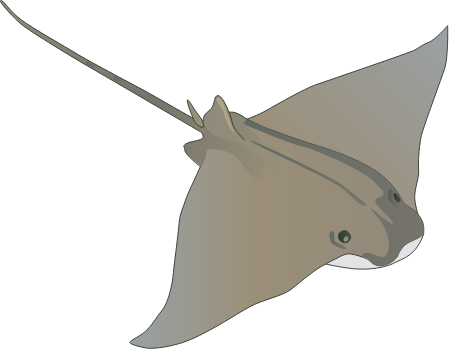 Cownose Ray (Rhinoptera Bonasus)