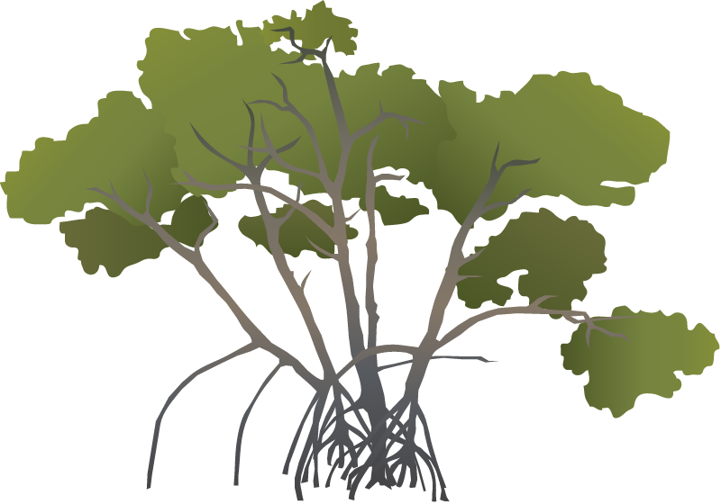 Red Mangrove (Rhizophora Mangle)