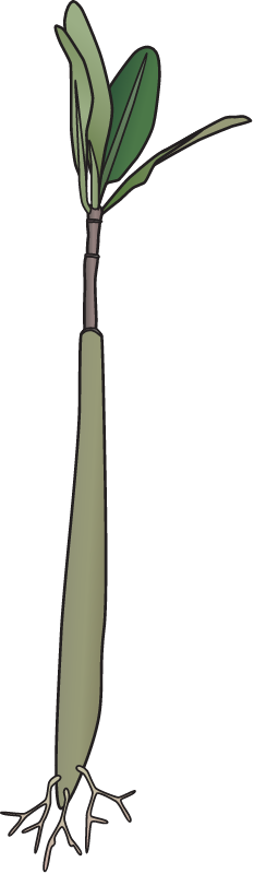 Red Mangrove Seedling (Rhizophora Mangle)