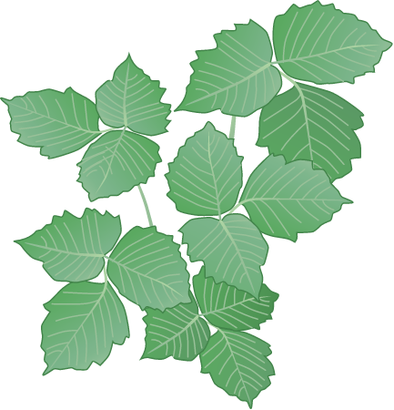 Poison Ivy (Rhus Radicans)