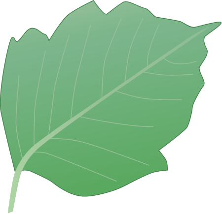 Poison Ivy Leaf (Rhus Radicans)
