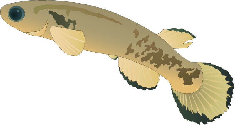 Mangrove Killifish (Rivulus Marmoratus)