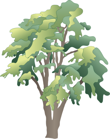 Black Locust (Robinia Pseudoacacia)