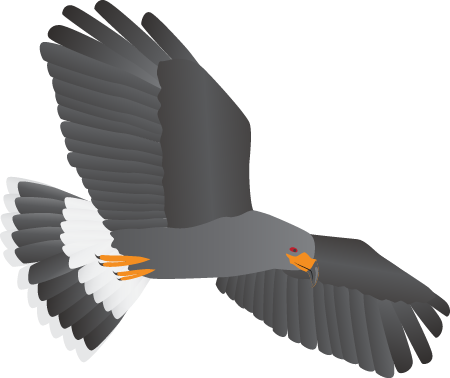 Snail Kite (Rostrhamus Sociabilis)
