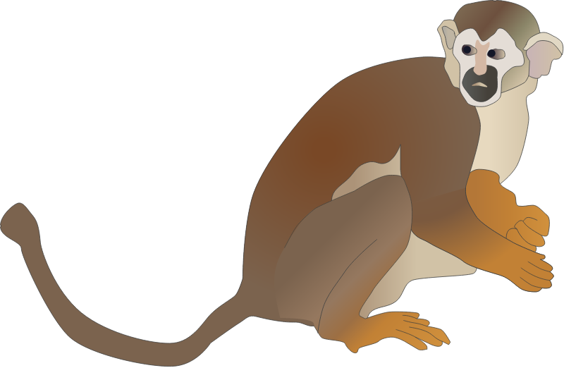 Squirrel Monkey (Saimiri)