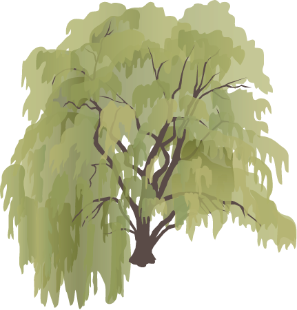 Weeping Willow (Salix x Sepulcralis)