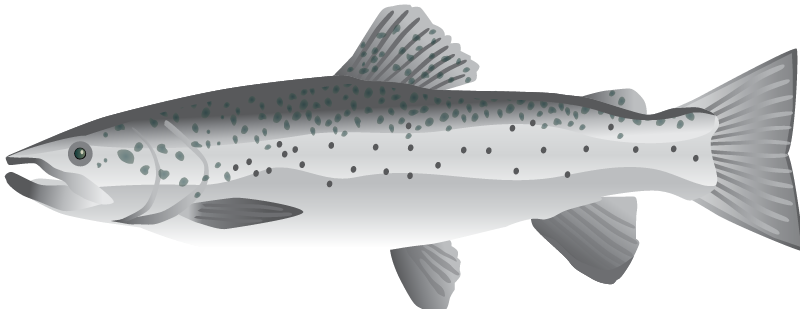 Atlantic Salmon (Salmo Salar)