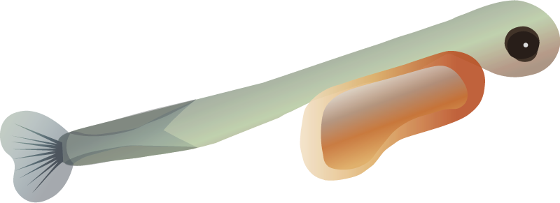 Atlantic Salmon Alevin (Salmo Salar)