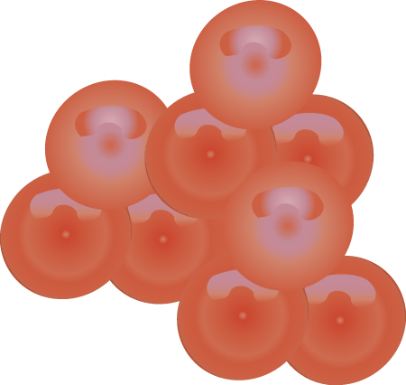 Atlantic Salmon Eggs (Salmo Salar)
