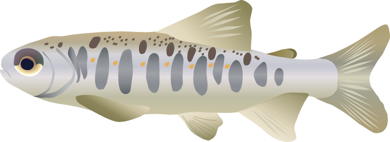 Atlantic Salmon Fry (Salmo Salar)