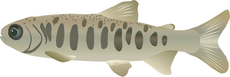 Atlantic Salmon Parr (Salmo Salar)