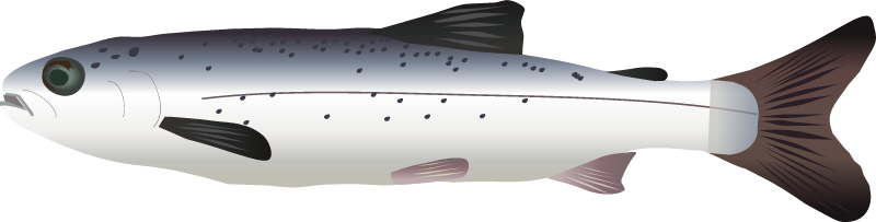 Atlantic Salmon Smolt (Salmo Salar)