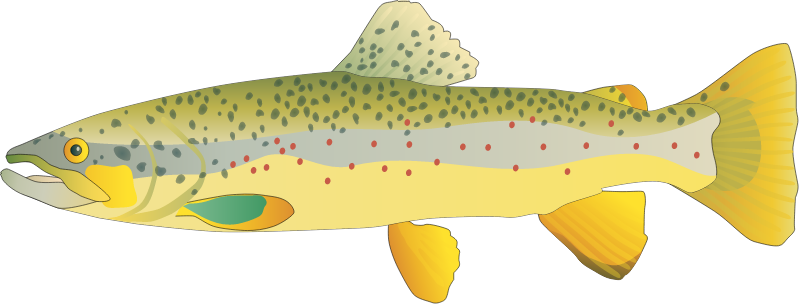 Brown Trout (Salmo Trutta)