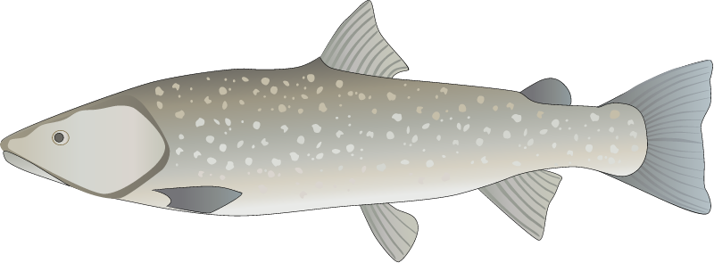 Bull Trout (Salvelinus Confluentus)