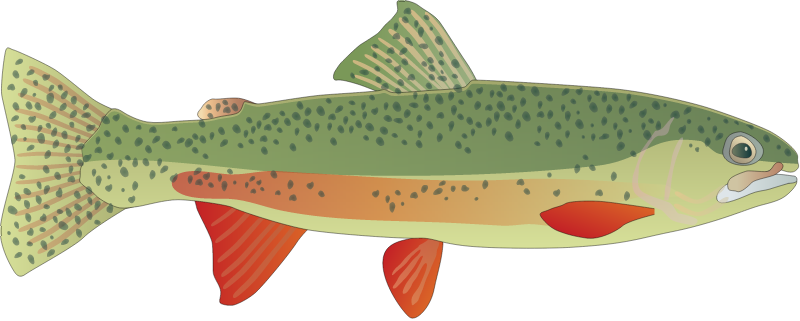 Brook Trout (Salvelinus Fontinalis)