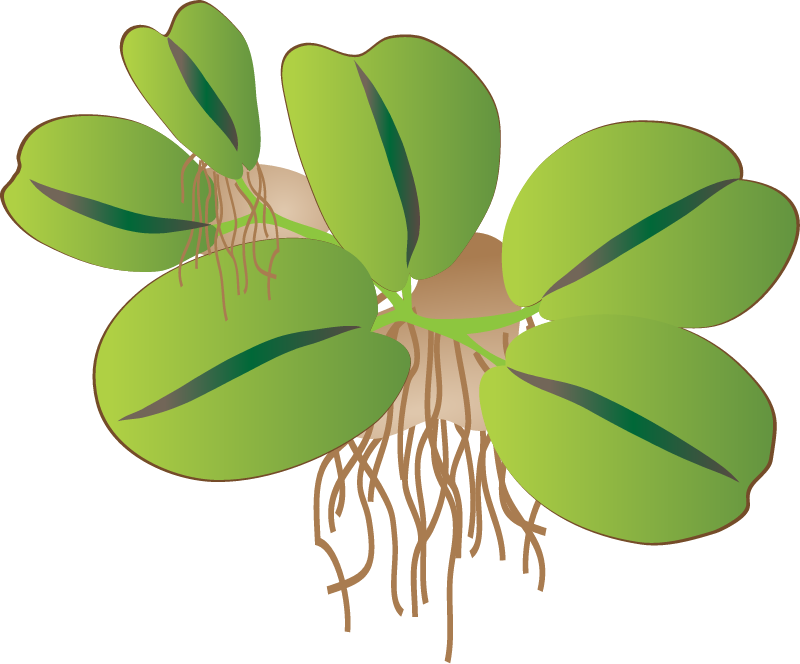 Giant Salvinia (Salvinia Molesta)
