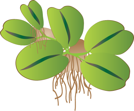 Giant Salvinia (Salvinia Molesta)
