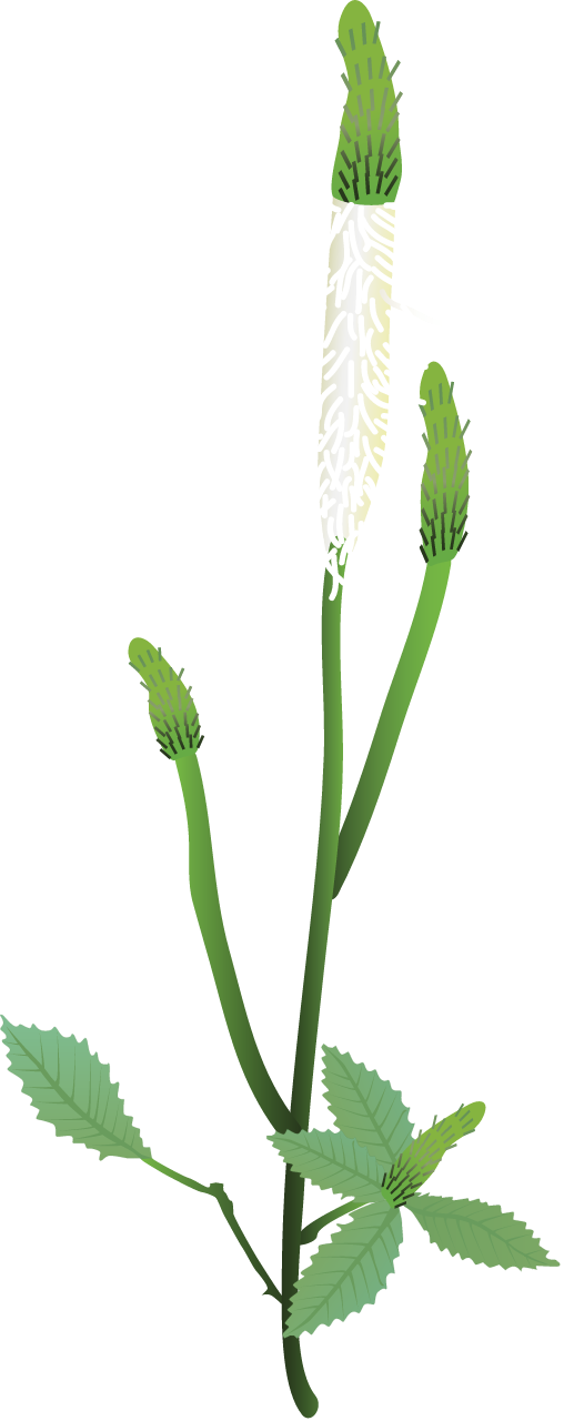 Canadian Burnet (Sanguisorba Canadensis)