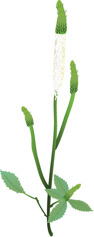 Canadian Burnet (Sanguisorba Canadensis)
