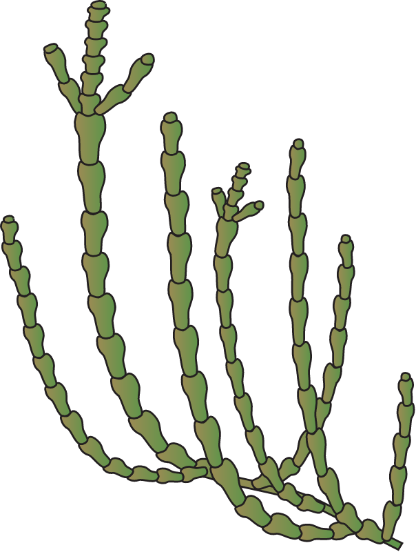 Samphire (Sarcocornia)