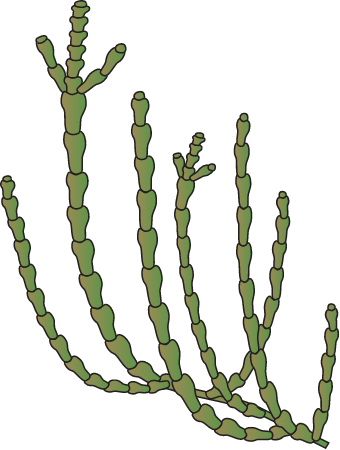 Samphire (Sarcocornia)