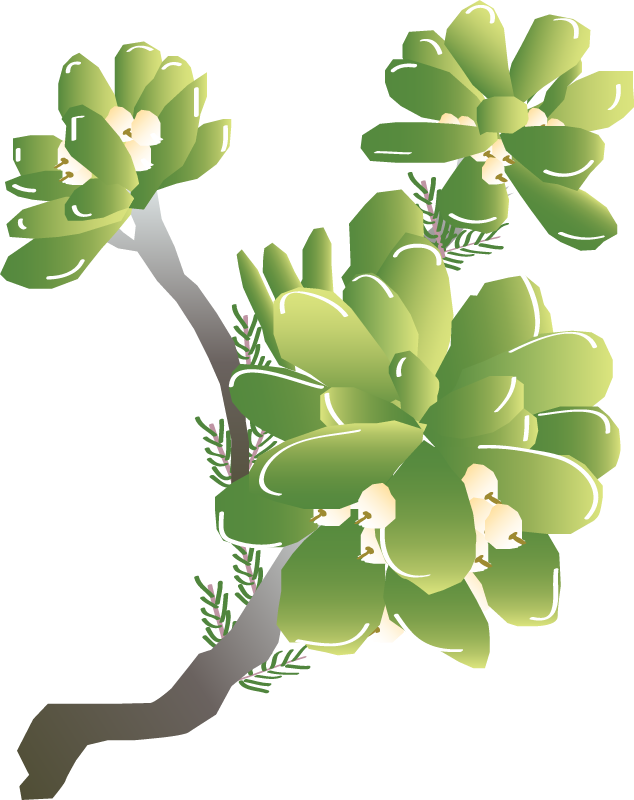 Dwarf Naupaka (Scaevola Coriacea)