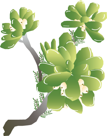 Dwarf Naupaka (Scaevola Coriacea)