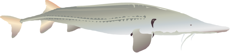 Pallid Sturgeon (Scaphirhynchus Albus)