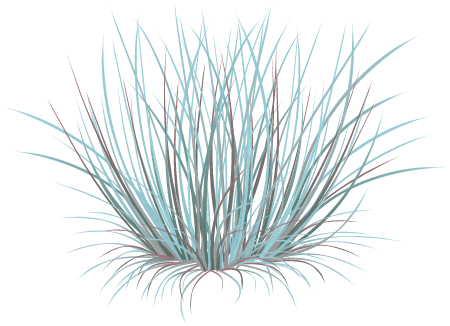 Little Bluestem (Schizachyrium Scoparium)