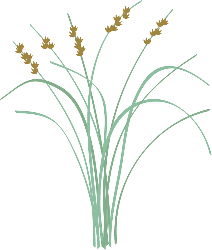 Bulrush (Scirpus Americanus)