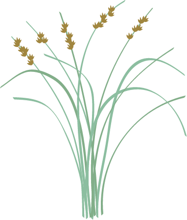 Bulrush (Scirpus Americanus)