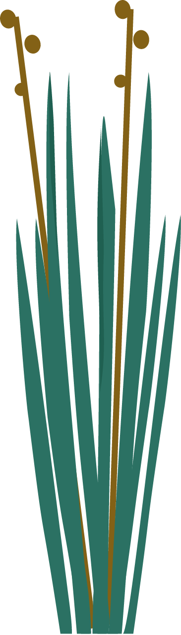 Bulrush (Scirpus)